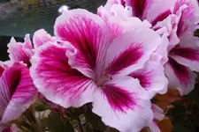 SAM_1246.webp