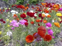 IMGP2951.webp