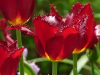 image.webp