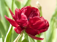 image.webp