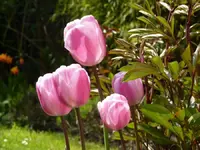 image.webp