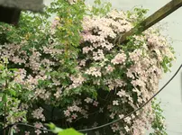 IMG_0539.jpg