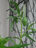 156.webp