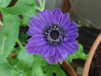 157.webp