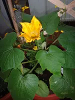 158.webp