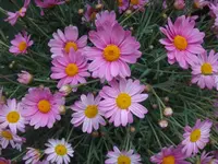 160.webp