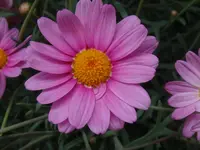 161.webp