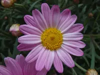 162.webp