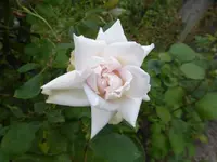 P1110134.webp