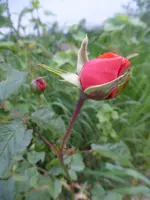 P1110222.webp