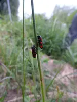 P1110220.webp