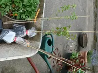 Pfirsich Busch Hartriegel.webp