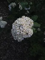 IMG_6556.jpg