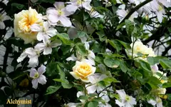 IMG_0552.webp