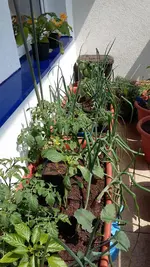 20160511_120654.webp
