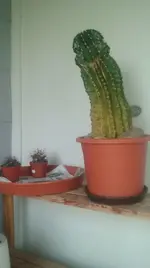 Mutterkaktus_draußen.webp