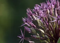 Allium 160511.webp