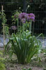 Allium 160512.webp