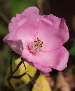Rose einfach 160511.webp
