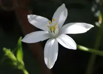 Unbekannt 160511.webp