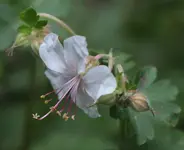 Storchschnabel 160512.webp