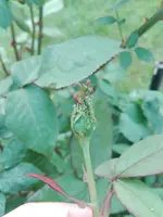 IMG_20160512_185745.jpg