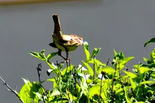 Spatz_3971.webp
