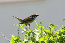 Spatz_3973.webp