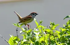 Spatz_3980.webp