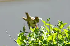 Spatz_3981.webp