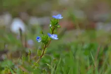 Ehrenpreiß_7207.webp