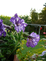 P1110783.webp