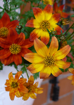 P1110777.webp
