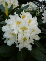 P1110792.webp