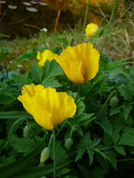 P1110796.webp