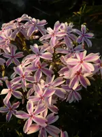 P1110803.webp