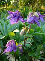 P1110807.webp