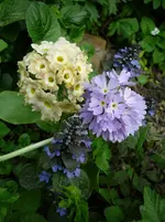 P1110809.webp