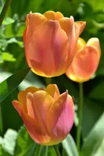 Tulpen_4008.webp