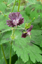 P1110801.webp