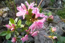SAM_1251.webp