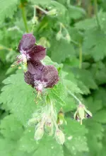 P1110802.webp