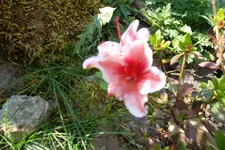 SAM_1252.webp