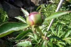SAM_1253.webp