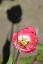 Tulpen_3876.webp
