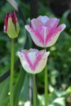 Tulpen_3961.jpg