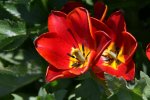Tulpen_3700.jpg