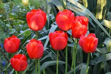 Tulpen_3354.webp