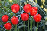 Tulpen_3354.jpg