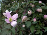IMGP8717.webp